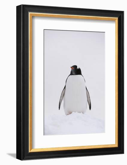 Portrait of a gentoo penguin (Pygoscelis papua), Petermann Island, Antarctica, Polar Regions-Sergio Pitamitz-Framed Photographic Print