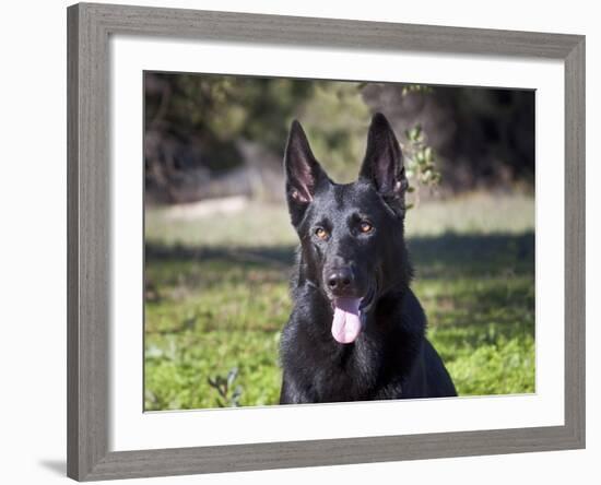 Portrait of a German Shepherd Sitting in a Green Field-Zandria Muench Beraldo-Framed Photographic Print