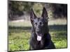 Portrait of a German Shepherd Sitting in a Green Field-Zandria Muench Beraldo-Mounted Photographic Print