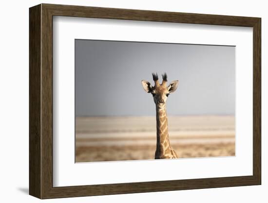 Portrait of a giraffe (Giraffa camelopardalis), Namibia, Africa-Francesco Fanti-Framed Photographic Print