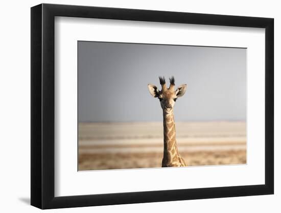 Portrait of a giraffe (Giraffa camelopardalis), Namibia, Africa-Francesco Fanti-Framed Photographic Print