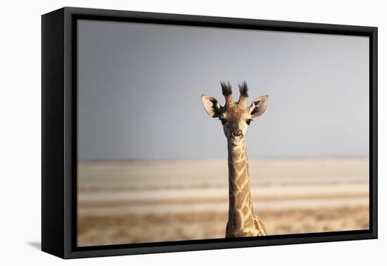 Portrait of a giraffe (Giraffa camelopardalis), Namibia, Africa-Francesco Fanti-Framed Premier Image Canvas