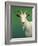 Portrait of a Goat-James W. Johnson-Framed Giclee Print