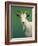 Portrait of a Goat-James W. Johnson-Framed Giclee Print