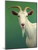 Portrait of a Goat-James W. Johnson-Mounted Giclee Print