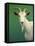 Portrait of a Goat-James W. Johnson-Framed Premier Image Canvas