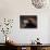 Portrait of a Golden Eagle, Highlands, Scotland, United Kingdom, Europe-Rainford Roy-Photographic Print displayed on a wall