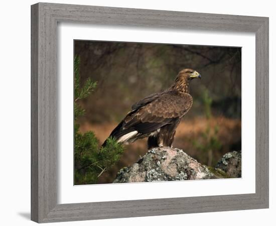 Portrait of a Golden Eagle, Highlands, Scotland, United Kingdom, Europe-Rainford Roy-Framed Photographic Print