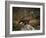 Portrait of a Golden Eagle, Highlands, Scotland, United Kingdom, Europe-Rainford Roy-Framed Photographic Print