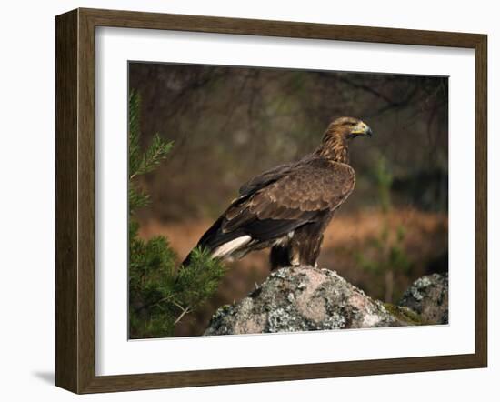 Portrait of a Golden Eagle, Highlands, Scotland, United Kingdom, Europe-Rainford Roy-Framed Photographic Print