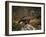 Portrait of a Golden Eagle, Highlands, Scotland, United Kingdom, Europe-Rainford Roy-Framed Photographic Print