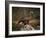 Portrait of a Golden Eagle, Highlands, Scotland, United Kingdom, Europe-Rainford Roy-Framed Photographic Print