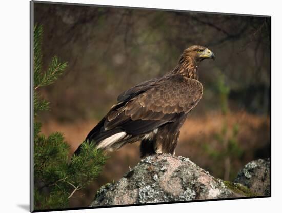 Portrait of a Golden Eagle, Highlands, Scotland, United Kingdom, Europe-Rainford Roy-Mounted Photographic Print