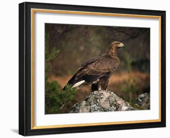 Portrait of a Golden Eagle, Highlands, Scotland, United Kingdom, Europe-Rainford Roy-Framed Photographic Print