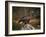 Portrait of a Golden Eagle, Highlands, Scotland, United Kingdom, Europe-Rainford Roy-Framed Photographic Print