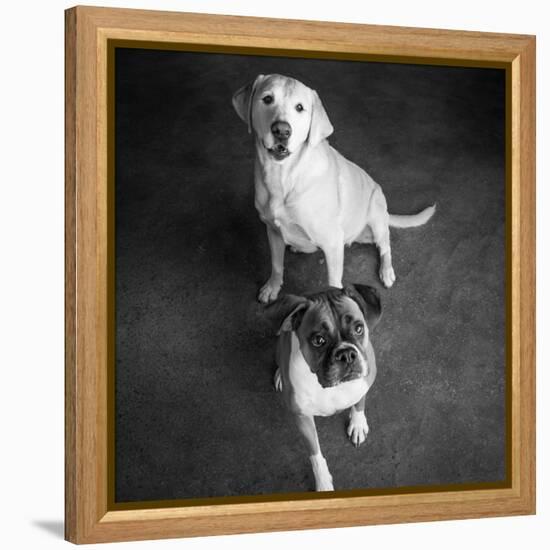 Portrait of a Golden Labrador Dog and a Boxer Dog-null-Framed Premier Image Canvas