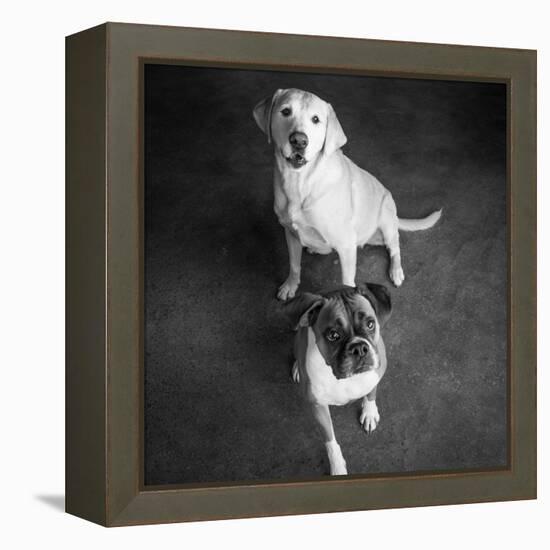 Portrait of a Golden Labrador Dog and a Boxer Dog-null-Framed Premier Image Canvas