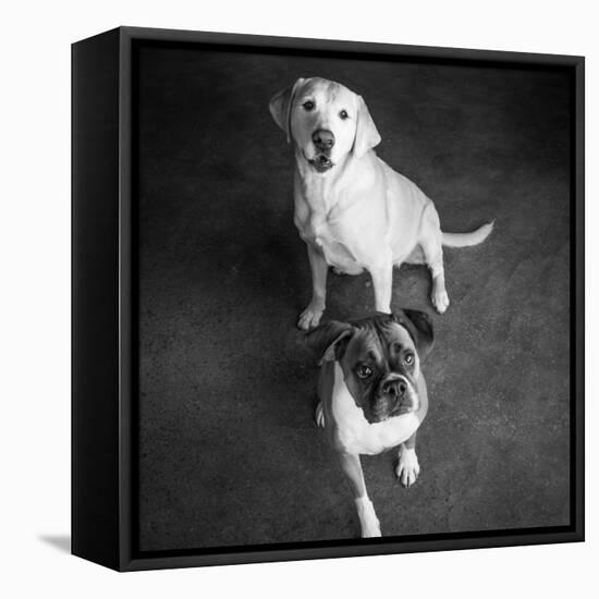 Portrait of a Golden Labrador Dog and a Boxer Dog-null-Framed Premier Image Canvas