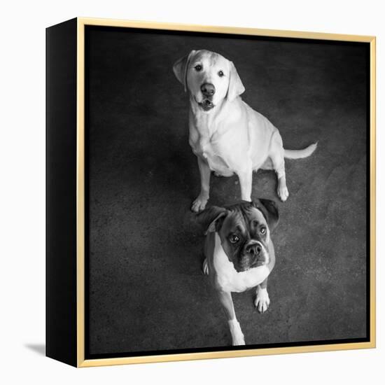 Portrait of a Golden Labrador Dog and a Boxer Dog-null-Framed Premier Image Canvas