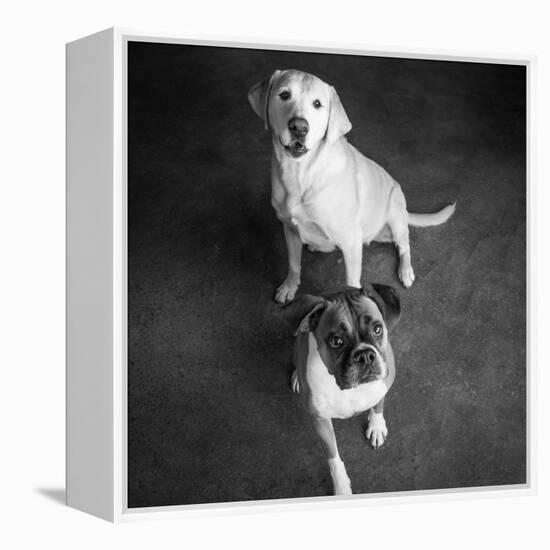 Portrait of a Golden Labrador Dog and a Boxer Dog-null-Framed Premier Image Canvas