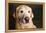 Portrait of a Golden Labrador Dog-null-Framed Premier Image Canvas