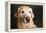 Portrait of a Golden Labrador Dog-null-Framed Premier Image Canvas