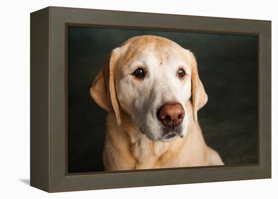 Portrait of a Golden Labrador Dog-null-Framed Premier Image Canvas