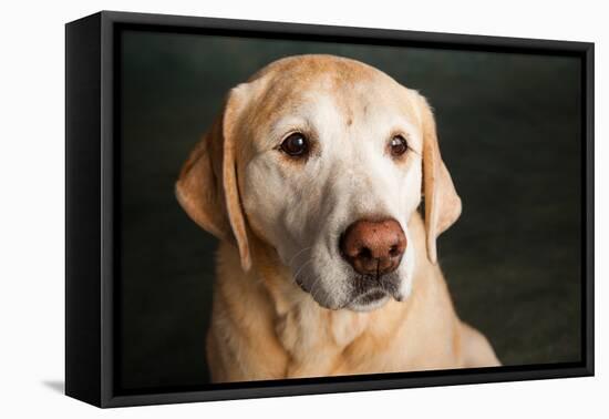 Portrait of a Golden Labrador Dog-null-Framed Premier Image Canvas