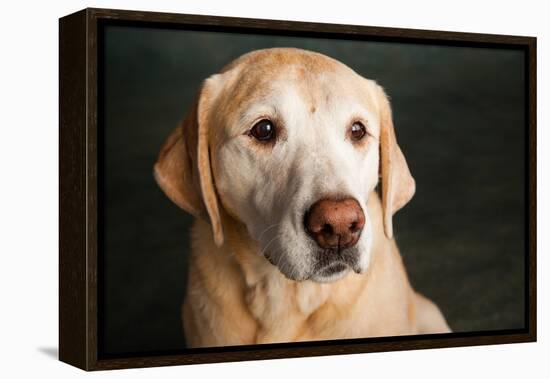 Portrait of a Golden Labrador Dog-null-Framed Premier Image Canvas