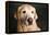 Portrait of a Golden Labrador Dog-null-Framed Premier Image Canvas