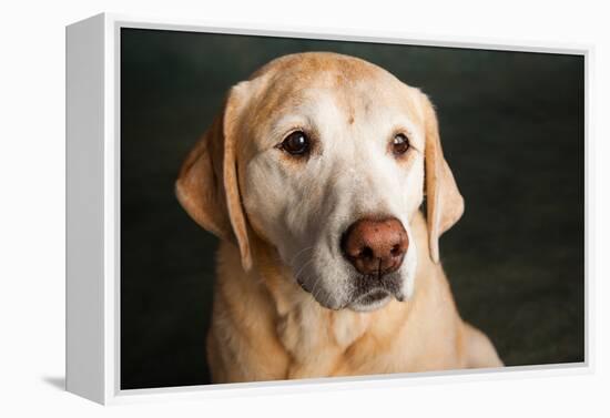 Portrait of a Golden Labrador Dog-null-Framed Premier Image Canvas