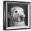 Portrait of a Golden Labrador Dog-null-Framed Photographic Print