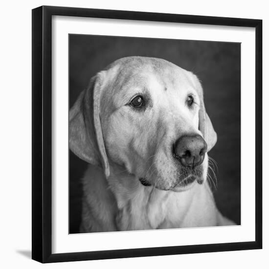 Portrait of a Golden Labrador Dog-null-Framed Photographic Print