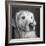 Portrait of a Golden Labrador Dog-null-Framed Photographic Print