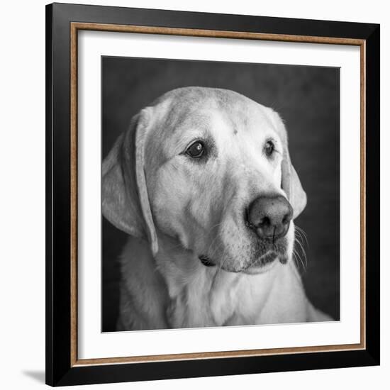 Portrait of a Golden Labrador Dog-null-Framed Photographic Print