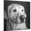 Portrait of a Golden Labrador Dog-null-Mounted Photographic Print