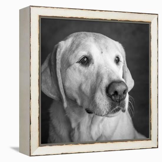 Portrait of a Golden Labrador Dog-null-Framed Premier Image Canvas