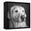 Portrait of a Golden Labrador Dog-null-Framed Premier Image Canvas