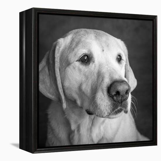 Portrait of a Golden Labrador Dog-null-Framed Premier Image Canvas