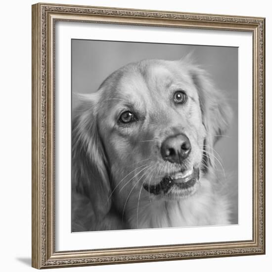 Portrait of a Golden Retriever dog-Panoramic Images-Framed Photographic Print