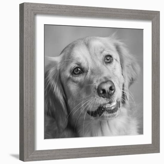 Portrait of a Golden Retriever dog-Panoramic Images-Framed Photographic Print