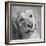 Portrait of a Golden Retriever dog-Panoramic Images-Framed Photographic Print