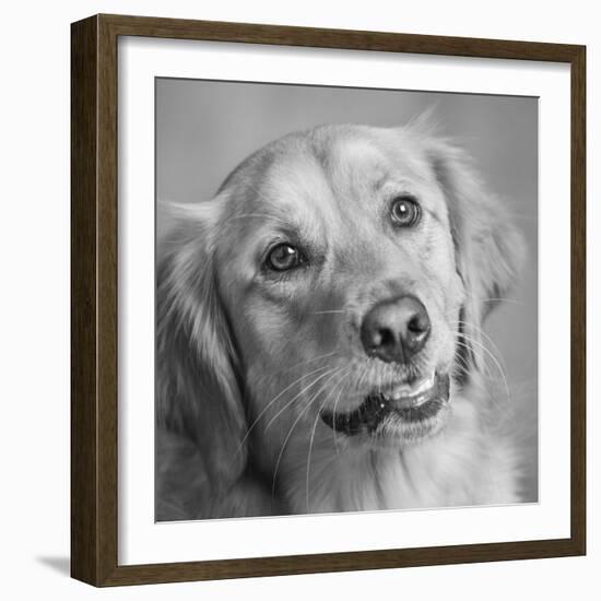 Portrait of a Golden Retriever dog-Panoramic Images-Framed Photographic Print