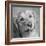 Portrait of a Golden Retriever dog-Panoramic Images-Framed Photographic Print