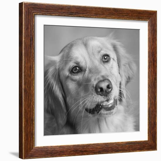 Portrait of a Golden Retriever dog-Panoramic Images-Framed Photographic Print