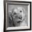 Portrait of a Golden Retriever dog-Panoramic Images-Framed Photographic Print