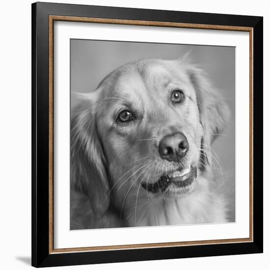 Portrait of a Golden Retriever dog-Panoramic Images-Framed Photographic Print