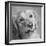 Portrait of a Golden Retriever dog-Panoramic Images-Framed Photographic Print