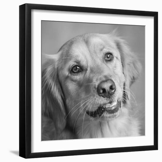 Portrait of a Golden Retriever dog-Panoramic Images-Framed Photographic Print