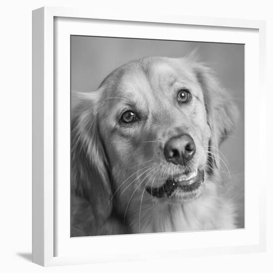 Portrait of a Golden Retriever dog-Panoramic Images-Framed Photographic Print